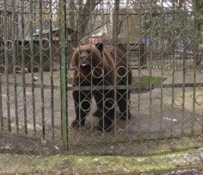 Після зимової сплячки у Хмельницькому зоокуточку прокинувся ведмідь